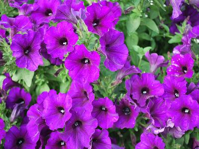 Westhoff: Happytoonia Petunia Blue 