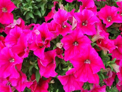 Westhoff: Happytoonia Petunia Pink 