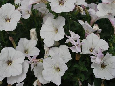 Happytoonia Petunia White 