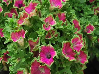 Kermit Petunia Purple 