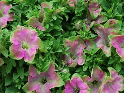 Kermit Petunia Rose 