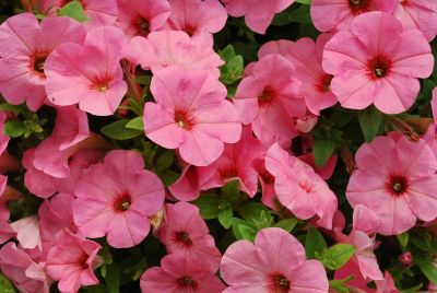 Westhoff: Bingo® Petunia Peachy Keen 