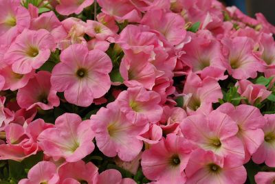 Bingo® Petunia Pink Morn 