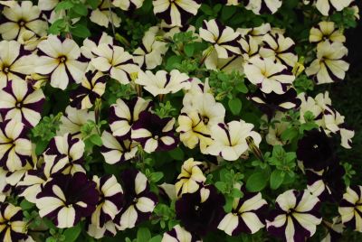 Westhoff: Crazytunia Petunia 10-55 