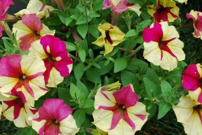 Westhoff: Crazytunia Petunia 10-12 