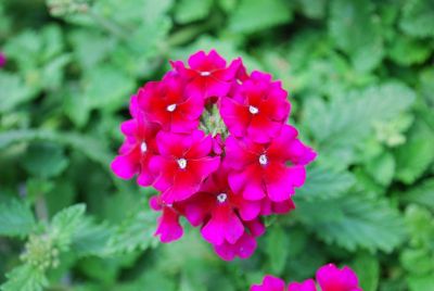 Estrella Verbena Dark Purple 