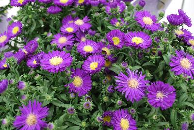 Aster Tiara® 'Blue Parrot'