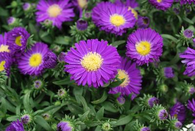 Aster Tiara® 'Blue Parrot'