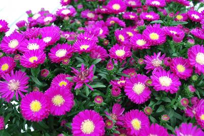 Tiara® Aster Hot Pink