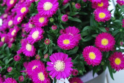 Tiara® Aster Hot Pink 