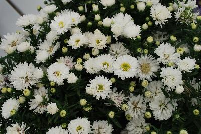 Aster Tiara® 'Opal White'