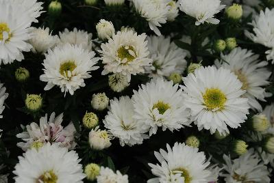 Aster Tiara® 'Opal White'