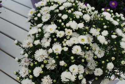 Aster Tiara® 'Opal White'