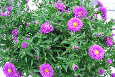 Aster Tiara® 'Royal Purple'