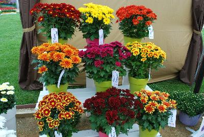   Chrysanthemum  : On display @ Royal Van Zanten, Spring Trials 2016, a full compliment of Mums.