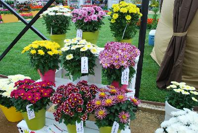   Chrysanthemum  : On display @ Royal Van Zanten, Spring Trials 2016, a full compliment of Mums.