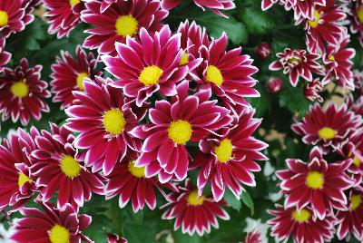 Chrysanthemum  'Ciao Improved'