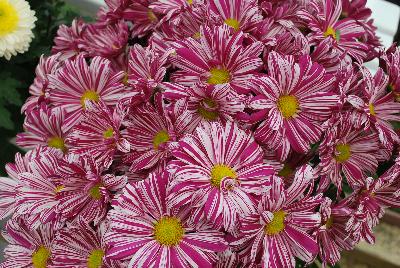 Royal van Zanten: Artistic™ Chrysanthemum Pink Improved 