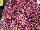 Royal van Zanten: Chrysanthemum  'Pink Improved' 