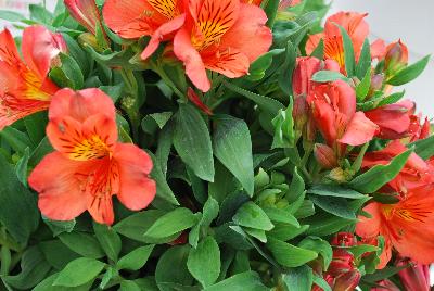 Alstromeria Colorita® 'Eliane Orange'