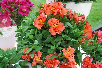 Colorita® Alstromeria Eliane Orange