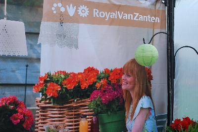  Colorita® Alstromeria  : From Royal Van Zanten @ Spring Trials 2016.  Happy garden days on your deck, patio, terrace, balcony, garden with the Colorita® Alstroemeria.    www.colorita.eu