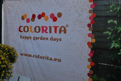  Colorita® Alstromeria  : From Royal Van Zanten @ Spring Trials 2016.  Happy garden days on your deck, patio, terrace, balcony, garden with the Colorita® Alstroemeria.    www.colorita.eu