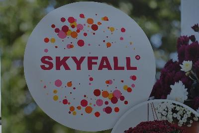  Skyfall® Chrysanthemum  : From Royal Van Zanten @ Spring Trials 2016.  The Skyfall® basket mums offer a beautiful mounding habit.  Stick and root cuttings for about 2 weeks.  Plant three rooted cuttings in 7-9 inch hanging basket.  Give six weeks of long-day, followed by short-day conditions.  Response tim eof six weeks.  Natural flowering mid-October.  Total crop time about 14 weeks.