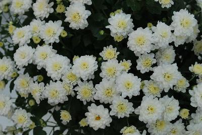 Royal van Zanten: Skyfall® Chrysanthemum White 