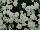 Royal van Zanten: Chrysanthemum  'White' 