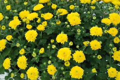 Chrysanthemum Skyfall® 'Yellow'