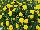 Royal van Zanten: Chrysanthemum  'Yellow' 