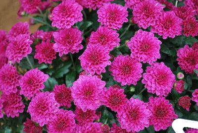 Skyfall® Chrysanthemum Rose 