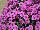Royal van Zanten: Chrysanthemum  'Pink' 