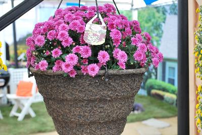  Skyfall® Chrysanthemum  : From Royal Van Zanten @ Spring Trials 2016.  The Skyfall® basket mums offer a beautiful mounding habit.  Stick and root cuttings for about 2 weeks.  Plant three rooted cuttings in 7-9 inch hanging basket.  Give six weeks of long-day, followed by short-day conditions.  Response tim eof six weeks.  Natural flowering mid-October.  Total crop time about 14 weeks.