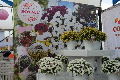  Skyfall® Chrysanthemum  : From Royal Van Zanten @ Spring Trials 2016.  The Skyfall® basket mums offer a beautiful mounding habit.  Stick and root cuttings for about 2 weeks.  Plant three rooted cuttings in 7-9 inch hanging basket.  Give six weeks of long-day, followed by short-day conditions.  Response tim eof six weeks.  Natural flowering mid-October.  Total crop time about 14 weeks.