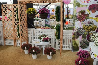  Skyfall® Chrysanthemum  : From Royal Van Zanten @ Spring Trials 2016.  The Skyfall® basket mums offer a beautiful mounding habit.  Stick and root cuttings for about 2 weeks.  Plant three rooted cuttings in 7-9 inch hanging basket.  Give six weeks of long-day, followed by short-day conditions.  Response tim eof six weeks.  Natural flowering mid-October.  Total crop time about 14 weeks.