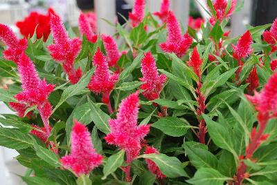 Celosia  'Firossa'