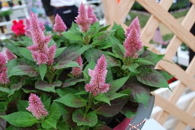 Celosia  'Merida'