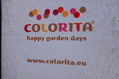 Colorita&reg; Alstroemeria: From Royal Van Zanten @ GroLink Spring Trials 2015.  All Summer Long on your patio, terrace, deck, balcony and garden.  www.colorita.eu