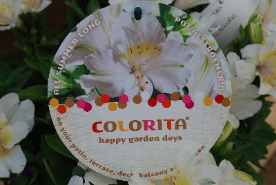 Colorita&reg; Alstroemeria: From Royal Van Zanten @ GroLink Spring Trials 2015.  All Summer Long on your patio, terrace, deck, balcony and garden.  www.colorita.eu