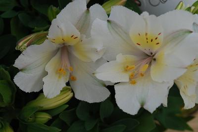 Alstroemeria Colorita® 'Claire'