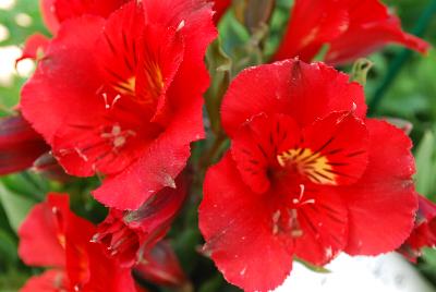 Alstroemeria Colorita® 'Kate'