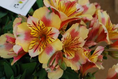 Alstroemeria Colorita® 'Sara'