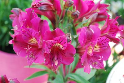 Alstroemeria Colorita® 'Louise Purple'