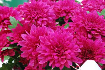 Royal van Zanten: Mount® Chrysanthemum Tourmalet 