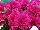 Royal van Zanten: Chrysanthemum  'Tourmalet' 