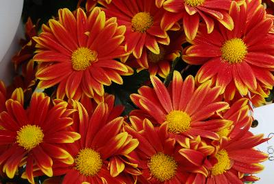 Royal van Zanten: Ciao Chrysanthemum Red 