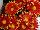 Royal van Zanten: Chrysanthemum  'Red' 