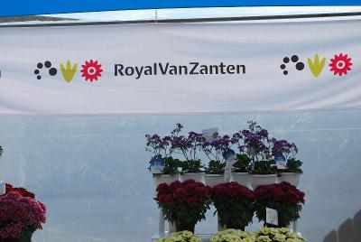 As seen @ Royal Van Zanten Spring Trials 2014: Welcome to Royal Van Zanten Spring Trials, 2014 @ GroLink, Oxnard, CA.